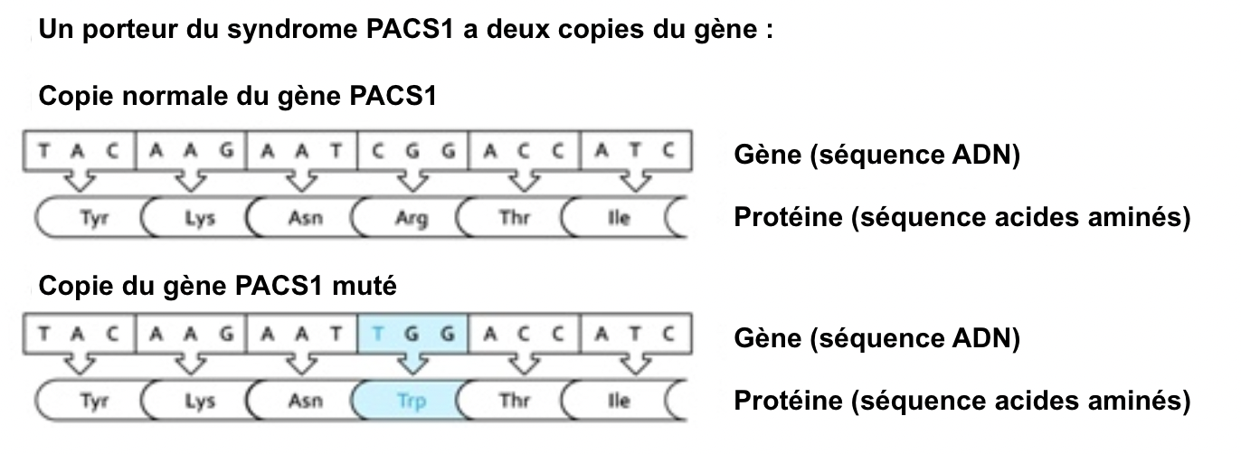 Molecular characteristics pacs1 fr